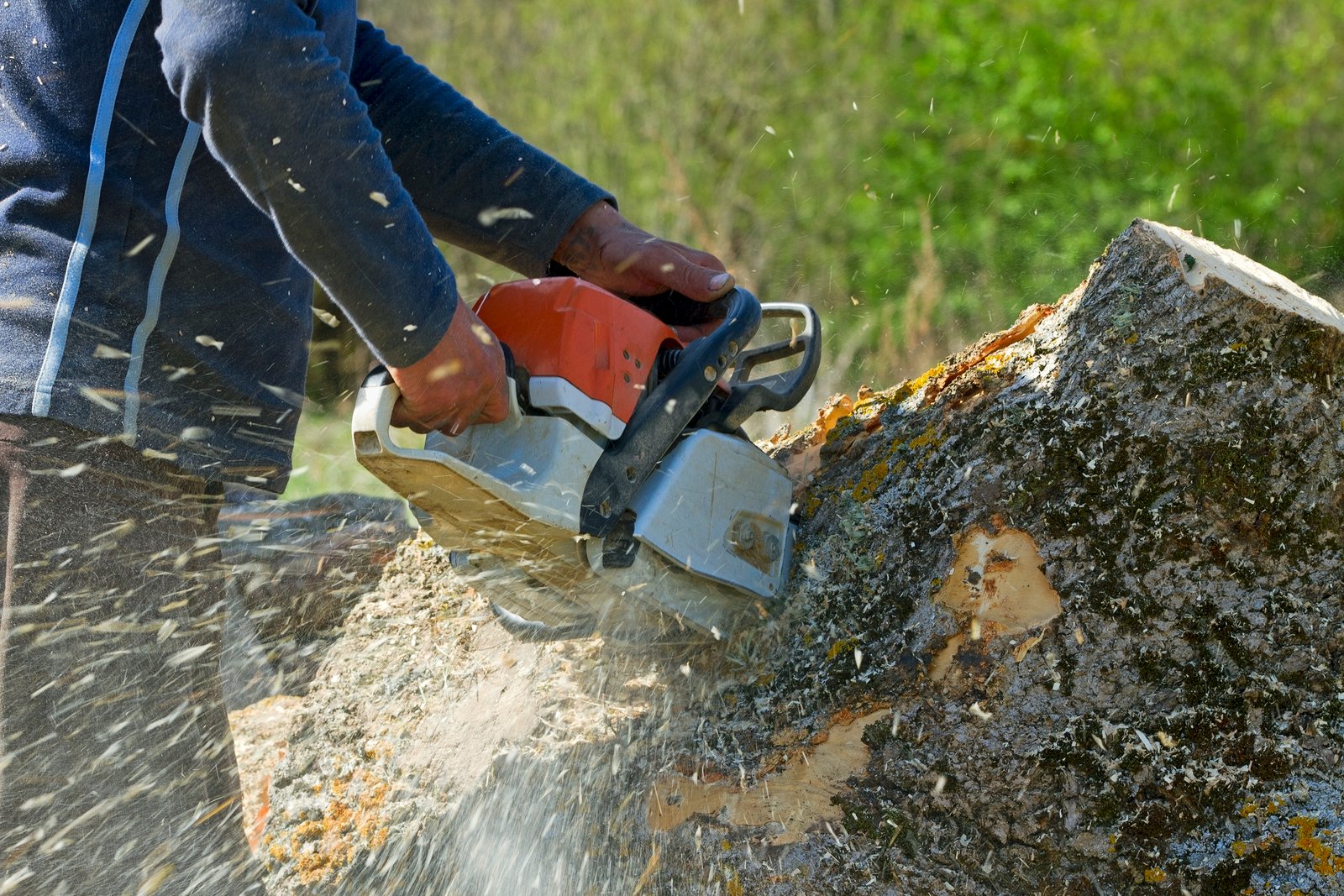 Tree removal service