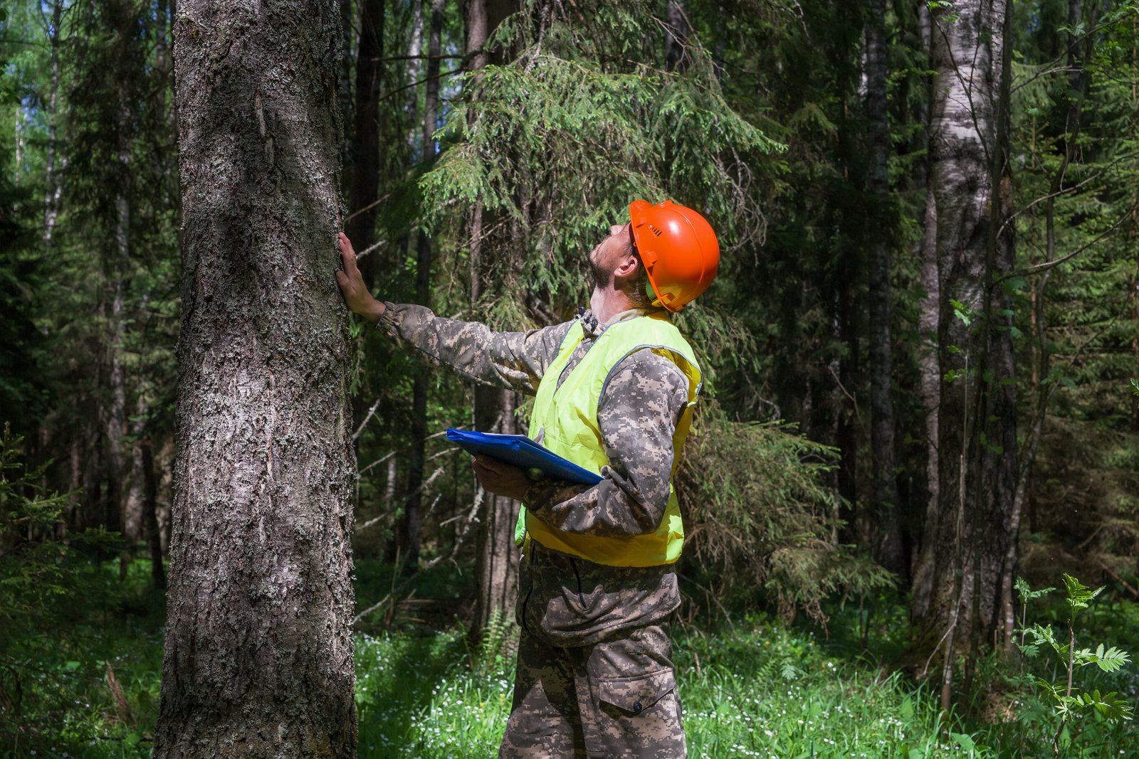 Tree risk assessment