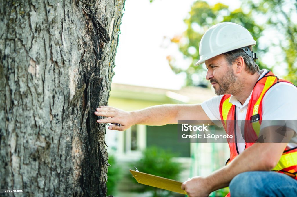 Healthy residential tree line